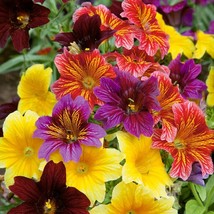 500 Ez Annual Flower Seed Mix Salpiglosis Grandiflora Bulk Paisley Flowers Fast  - $10.50