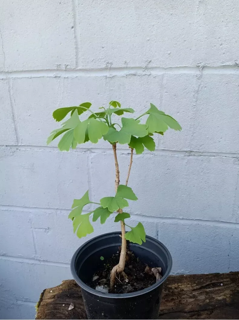 Live Ginkgo Biloba Tree Fully Rooted Plant 1-2 yo 6&quot;-16&quot; tall Bonsai/Lan... - $29.99