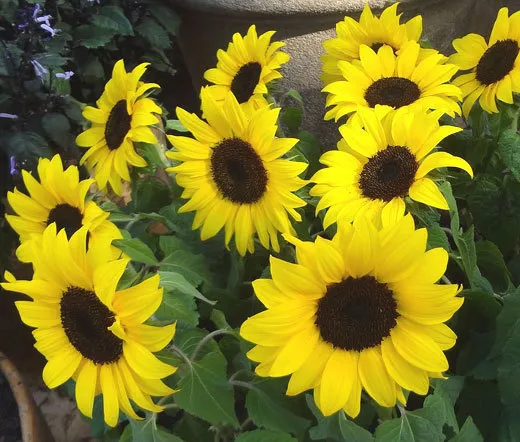 Sunflower Lemon Queen Helianthus Annuus 100 Bulk Seeds Fresh Seeds - £31.56 GBP