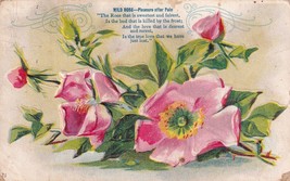 Language Of Flowers Romance Wild Rose Pleasure After Pain 1910 Postcard E30 - £5.81 GBP