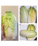 ADW 500 Chinese Cabbage Seeds Michihili Heading Cabbagebrassica Rapa A F... - $15.54 CAD