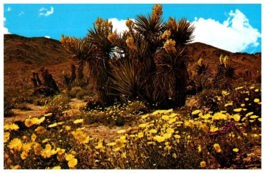 Springtime In The Mojave Desert Cactus Postcard - £5.49 GBP