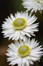 VP White Double Strawflower Helichrysum Monstrosum Flower 100 Seeds - £3.78 GBP