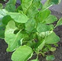50 Seeds Amaranth Chinese Spinach Round Green Leaf Vegetable Seeds - £20.41 GBP