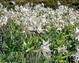 USA Seller 10 White Avalanche Lily Erythronium Montanum Native Alpine Flower See - $14.90