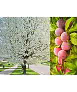 LKS 5 American Plum Prunus Americana Red Purple White Flower Seeds Home ... - $11.13