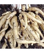 25 Skirret Seeds Fresh USA Shipping - $285.53 MXN