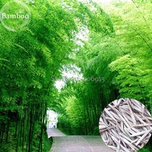 Anhui Dabie Mountain Moso Bamboo 30 Seeds Fast Growing High Use Value E3646 Gard - £6.63 GBP