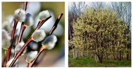 Pussy Willow Cuttings 12&quot; Lot of 5 Salix discolor Gardening  - £32.72 GBP