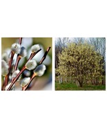 Pussy Willow Cuttings 12&quot; Lot of 5 Salix discolor Gardening  - £32.23 GBP