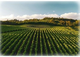 30.75&quot; X 44&quot; Panel Vineyard Field Scenic Through the Vine Cotton Fabric D374.55 - $14.48