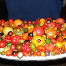 Mix From 165 Different Kind Of Tomato 200 Seeds See List Of All Varietys... - $89.98 MXN