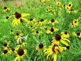 Shipped From Us 100 Ozark Gold Coneflower Yellow Bushs Flower Seeds, SB01 - £15.13 GBP