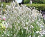 White Bunny Tail Ornamental Grass Lagarus Ovatus Dried Flowers Crafts 10... - $5.88