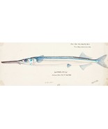 14563.Decor Poster.Room interior design.Marine life vintage drawing.Fish - $16.20 - $54.00