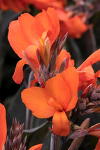 12 Bronze Orange Cannova Canna Seeds Canna X Generalis Bronze Orange Gardening B - $12.00