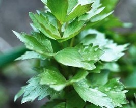 THJAR Lovage Herb Seeds - Organic, Heirloom, Open Pollinated, Non GMO - ... - $2.31