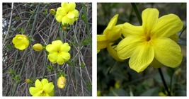 NEW Jasminum floridum Florida Yellow Jasmine Quart Plant - £50.98 GBP