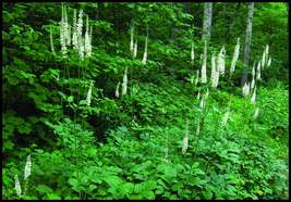 Black Cohosh 20 bulb/root Bugbane, Black Snakeroot image 2