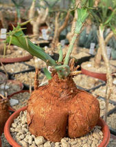 10 seeds EUPHORBIA BURUANA madagascar bonsai caudex tuber pachycaul seed - £13.42 GBP