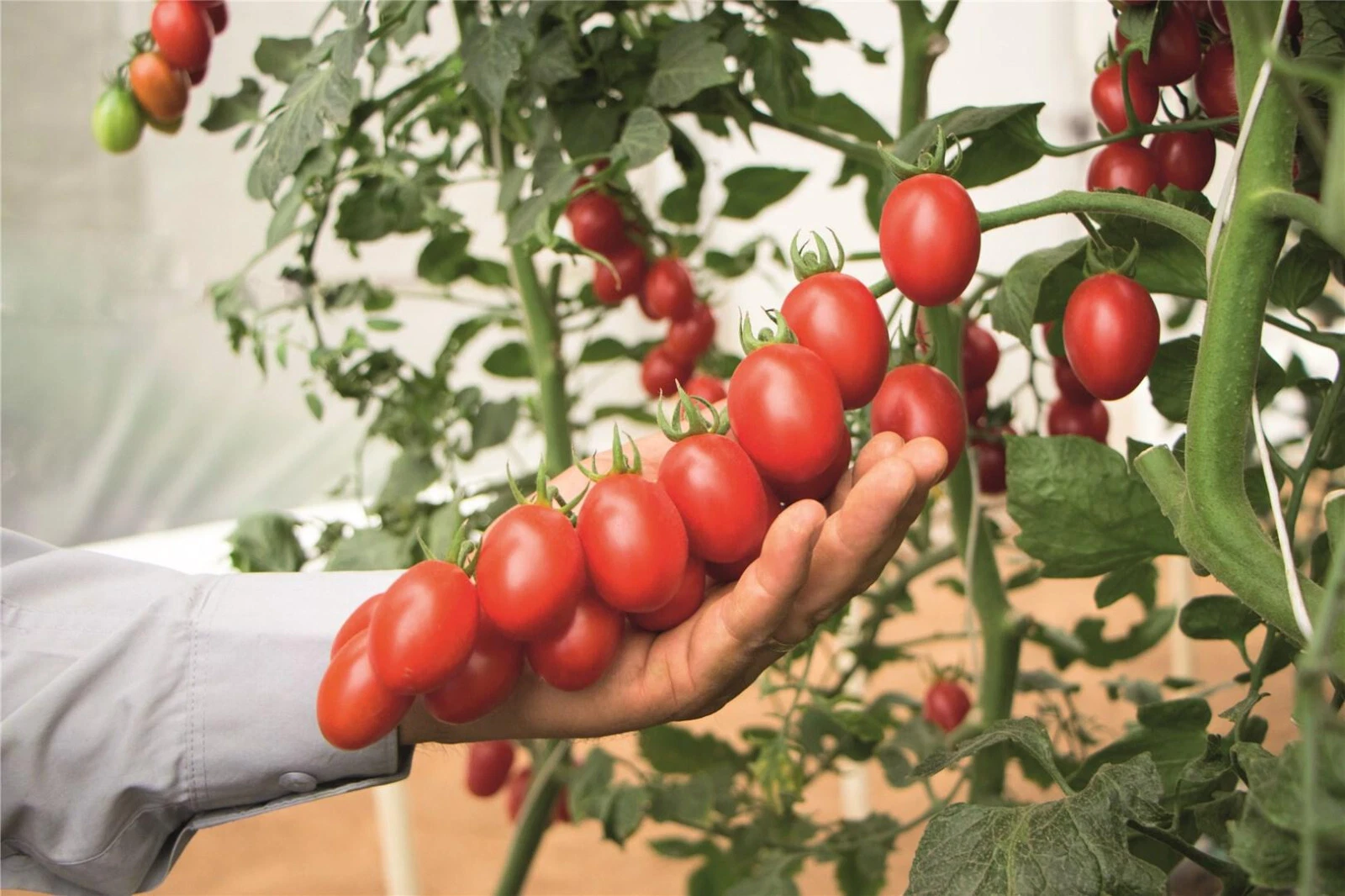 50 Seeds Mountain Vineyard Tomato Vegetable Fast US Shipping - $975.00