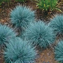 Thjar 100 Blue Sheeps Fescue Grass Fesnea Ovina Glauca Aestivum Seeds - £4.03 GBP