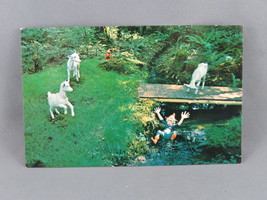 Vintage Postcard - Billy Goat&#39;s Gruff Wooded Wonderland Victoria - Wrigh... - $20.53 CAD