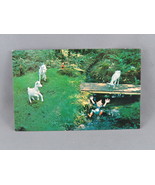 Vintage Postcard - Billy Goat&#39;s Gruff Wooded Wonderland Victoria - Wrigh... - $279.87 MXN
