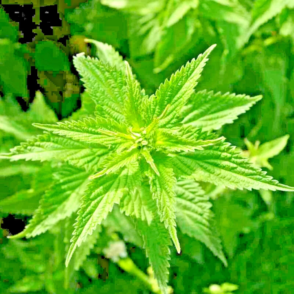 2000 Stinging Nettle Seeds Heirloom Spring Perennial Herb Medicinal Poll... - $4.89