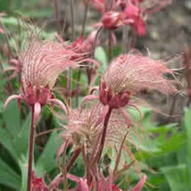 Prairie Smoke, Geum Triflorum, Unusual Pink Flower, 10 Seeds - $10.99