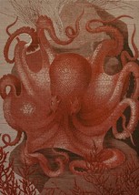 Wall Art Print 19th C Octopus in the Sea 47x65 65x47 Coral Pink Linen U - £576.13 GBP