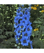 200 Pcs Moonlight Blues Delphinium Seeds for Garden Planting - $10.99