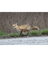 A Red Fox #3 - 8x10 Unframed Photograph - $17.50