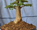 Baobab Tree {Adansonia digitata} Bonsai 5 Viable Untreated seeds  - $12.31