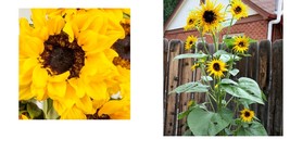Frilly Sunflower Yellow flower garden plant seeds Ornamental 125+ Seeds - £21.22 GBP