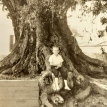 Big Oak Tree Louisiana Boy Photograph Vintage Photo Antique - $12.95