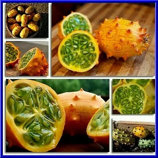 Kiwano Horned Melon Seeds Sweet &amp; Delicious Garden USA Seeds - £11.44 GBP