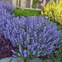 10 Perennial Organic Catmint Nepeta &#39;Purrsian Blue&#39; Live Plants Flowers Herbs - £54.29 GBP