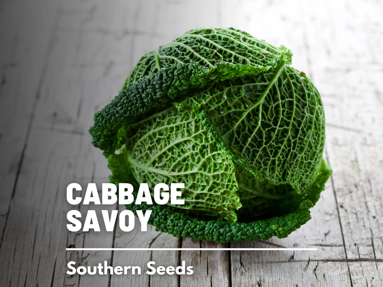 Cabbage, Savoy - 100 Seeds - Heirloom Vegetable - Open Pollinated - Non-... - $10.37