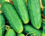 Homemade Pickles Cucumber Seeds 50 Seeds Non-Gmo Fast Shipping - £6.41 GBP