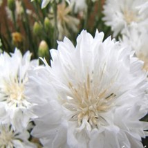 White Cornflower Seeds White Bachelors Button Flower Seed 2000 Seeds USA Fast Sh - $19.99