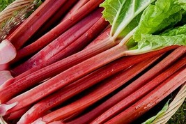 AW Rhubarb 25 Seeds Seed Sweet Lg Red Stalks Perennial Garden US Seller - €5,22 EUR