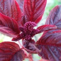 Grow In US 1000 Seeds Amaranth Red Garnet Microgreens &amp; Grains Edible Upto 10&#39; T - £8.13 GBP