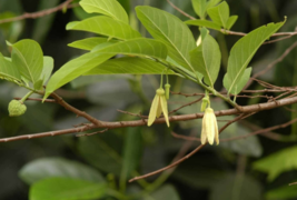 5 Pc Seeds Annona Squamosa Plant, Sugar Apple Seeds for Planting | RK - £26.85 GBP