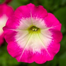 Petunia Seeds Petunia Fotofinsh Rose Morn 100 Pelleted Seeds Trailing Petunia Fa - £25.57 GBP