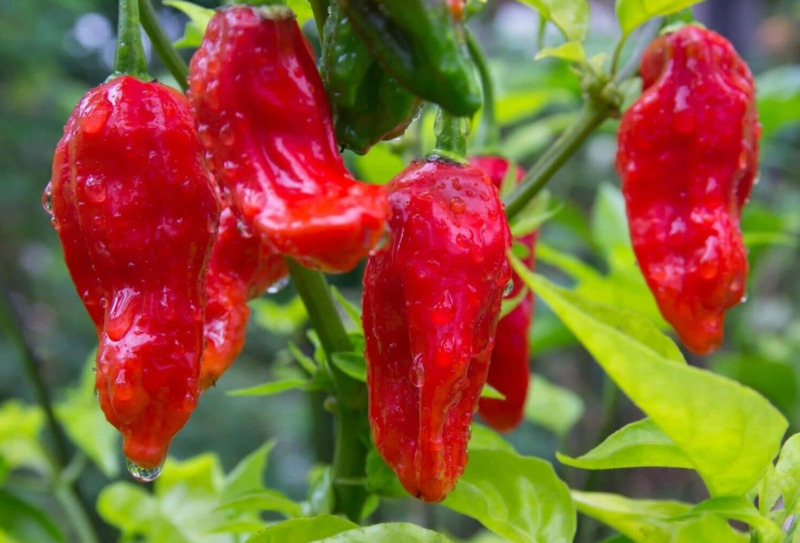 SKMO Ghost Pepper Organic Vegetable Seeds Specialty Seeds  - $1.19