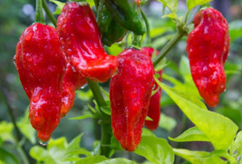 SKMO Ghost Pepper Organic Vegetable Seeds Specialty Seeds  - $1.19