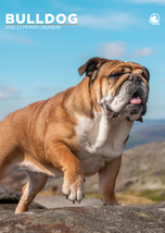 Bulldog Calendar 2026 - $19.99