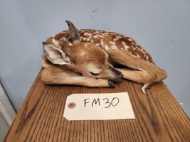 Museum Quality Real Deer Fawn Taxidermy Mount  (Odocoileus virginianus) - £1,181.49 GBP