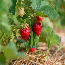 Quinalt Everbearing 10 Live Strawberry Plants, NON GMO, - £15.76 GBP
